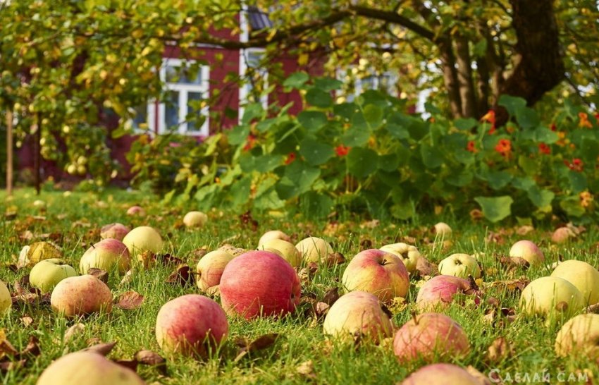 Когда нужно собирать яблоки? Как правильно это делать? - «Сад и огород»