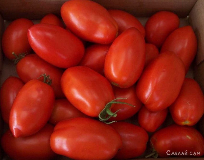 Острые помидоры (рецепт) - «Советы Хозяйке»