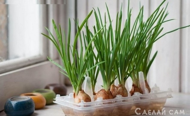 Выращиваем овощи на подоконнике зимой: Лук, Огурцы, Помидоры - «Сад и огород»