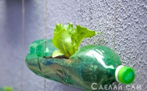 Используем пластиковые бутылки как горшки под цветы для оранжереи - «Сад и огород»