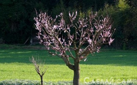 Выращивание персика из косточки: От теории к Практике! - «Сад и огород»