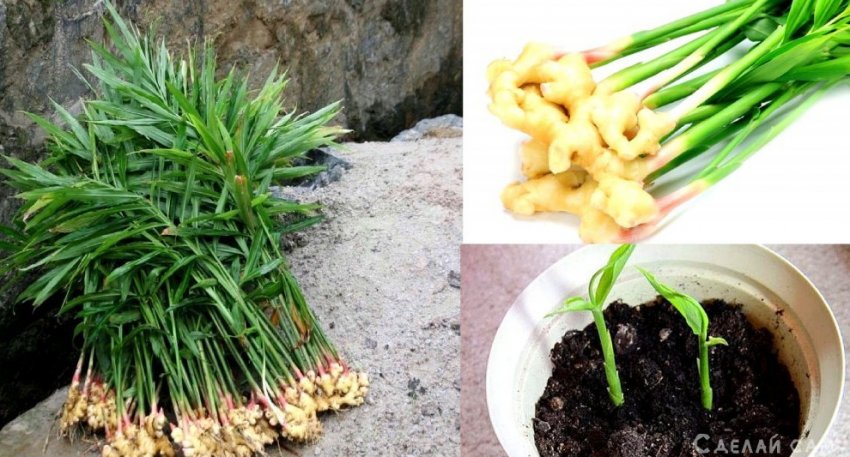 Выращивание имбиря в домашних условиях - «Сад и огород»