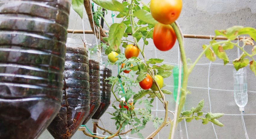 Способ выращивания томатов из семян в подвесных ПЭТ бутылках. Подходит даже для квартиры и балкона - «Сделай сам»