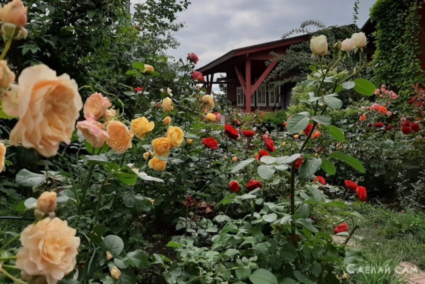 Выращивание садовых роз в открытом грунте для новичков - «Сад и огород»