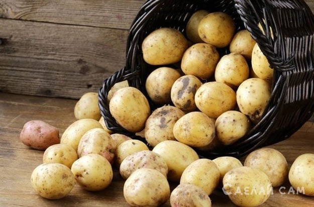 Грибковые заболевания картофеля, способы лечения и меры профилактики - «Сделай сам»
