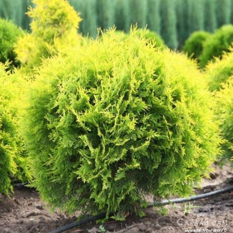 Хвойный лес на дачном участке своими руками! - «Сад и огород»