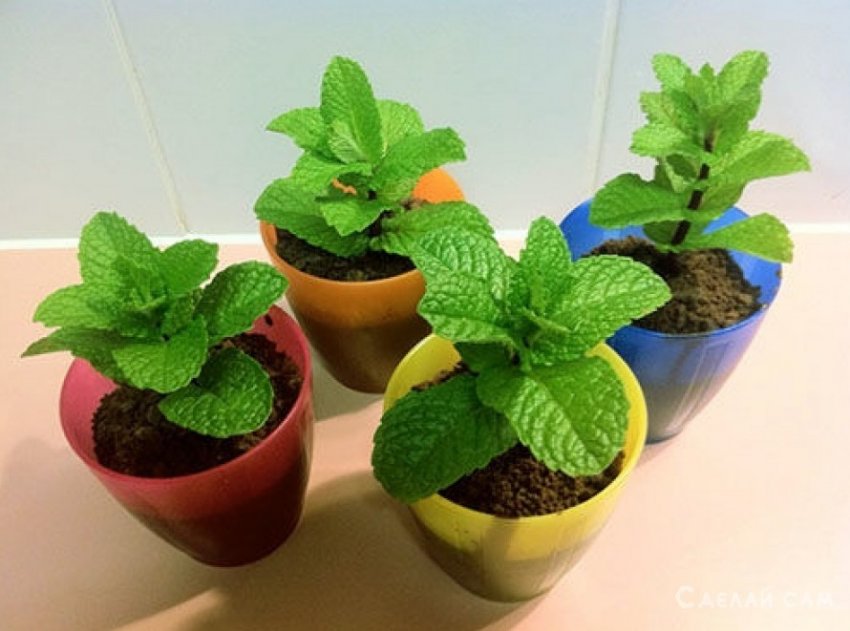 Особенности выращивания комнатной мяты (плектрантуса) в домашних условиях - «Сад и огород»