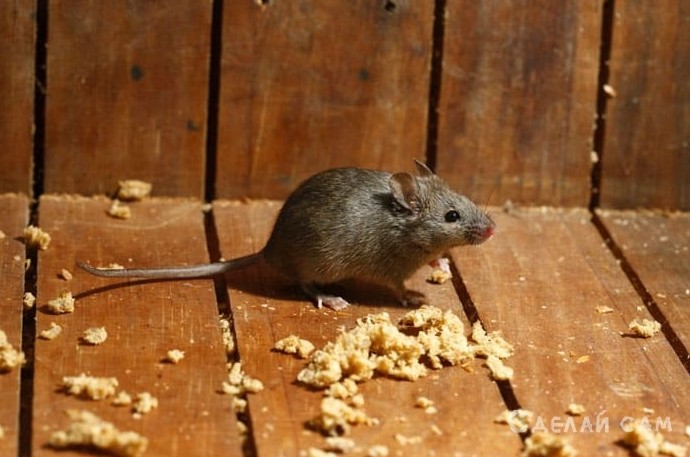 Как избавиться от мышей с помощью трав - «Советы Хозяйке»