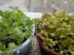 Выращивание листового салата в домашних условиях. Полный отчет от выбора семян до результата - «Мастер-классы»