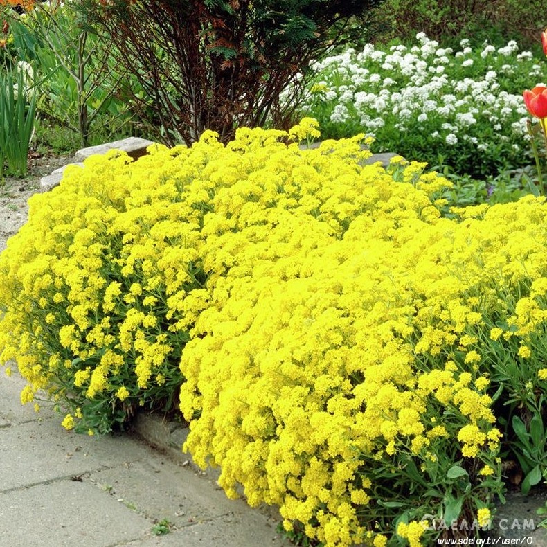Яркая клумба за 2 месяца своими руками - «Сделай сам»