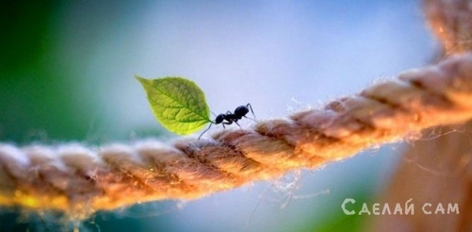 Садовые муравьи на приусадебном участке – польза, вред, народные методы борьбы - «Сад и огород»