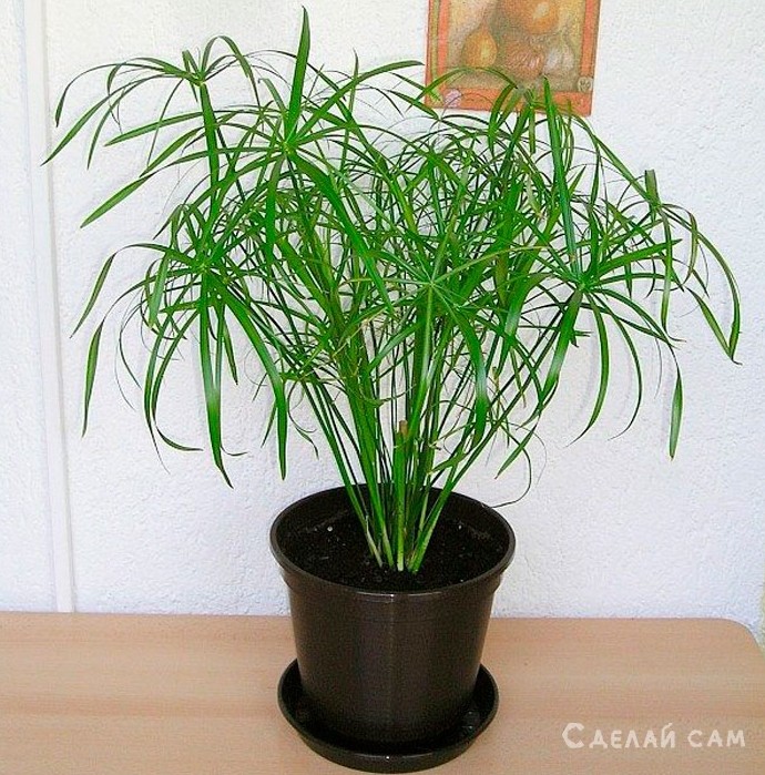 Циперус: маленькая пальма в комнате. Уход, выращивание - «Сад и огород»
