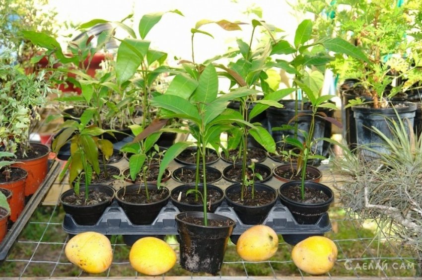Как вырастить манговое дерево из косточки? Пошаговая инструкция - «Сад и огород»