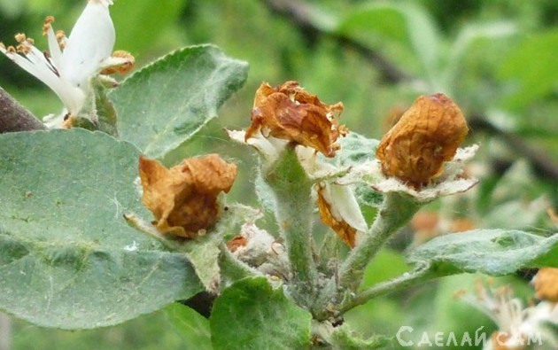 Яблоневый цветоед. Как защитить сад от этого вредителя - «Сад и огород»