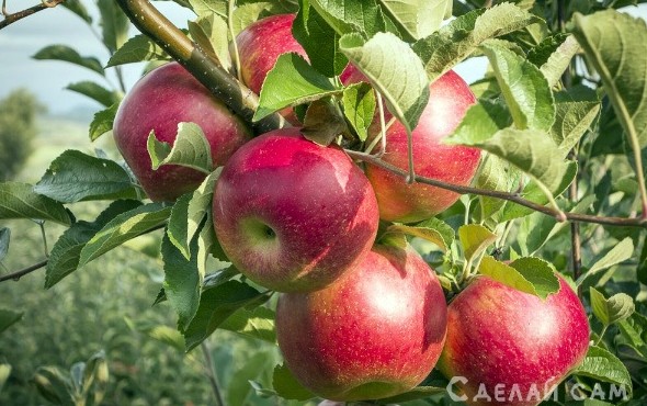 Яблоня сорта Серебряное копытце: посадка, уход, болезни - «Сад и огород»