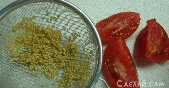 Как правильно прорастить семена помидор, на рассаду - «Сад и огород»