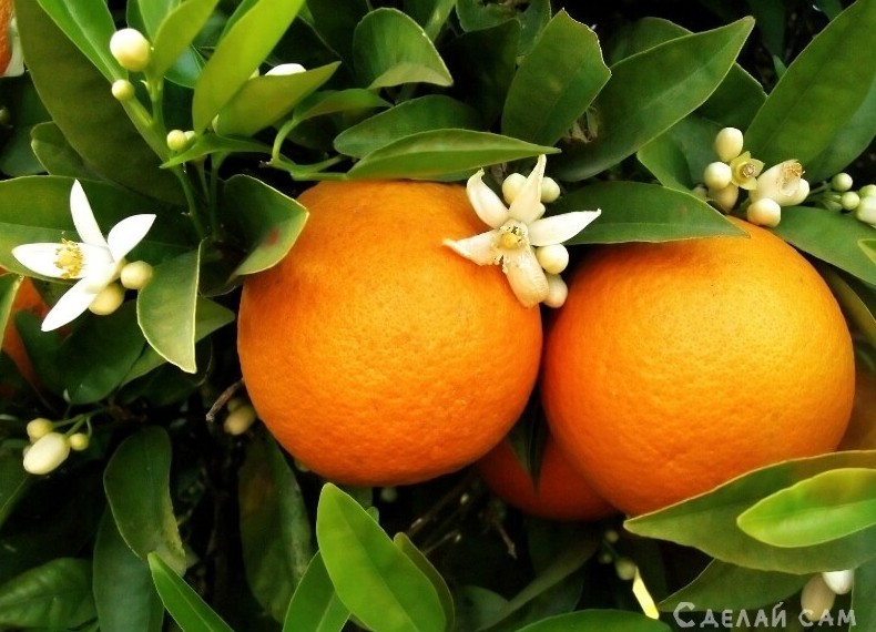 Как вырастить апельсиновое дерево в домашних условиях? - «Сад и огород»