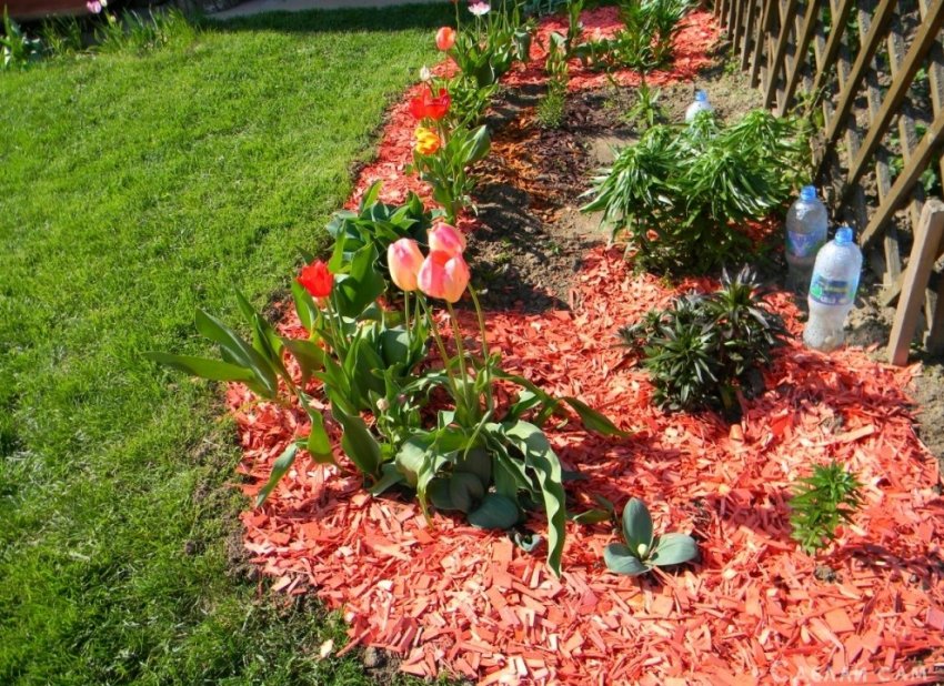 Чем мульчировать цветники? Оптимальный вариант из подручных материалов - «Сад и огород»