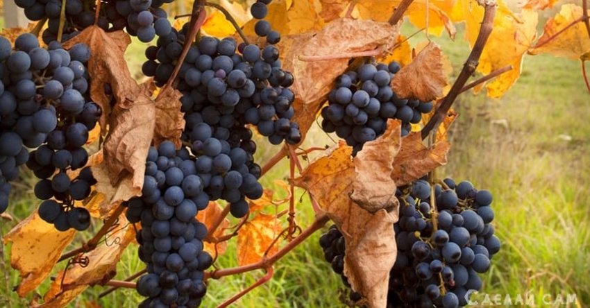 Как подготовить виноград к зимовке своими руками ? - «Сад и огород»