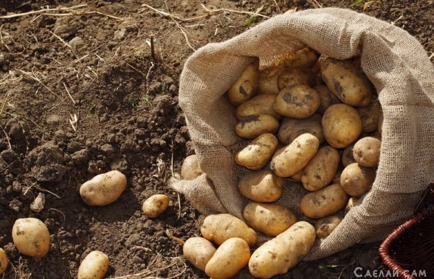 Как правильно копать картофель и сохранить урожай? - «Сад и огород»