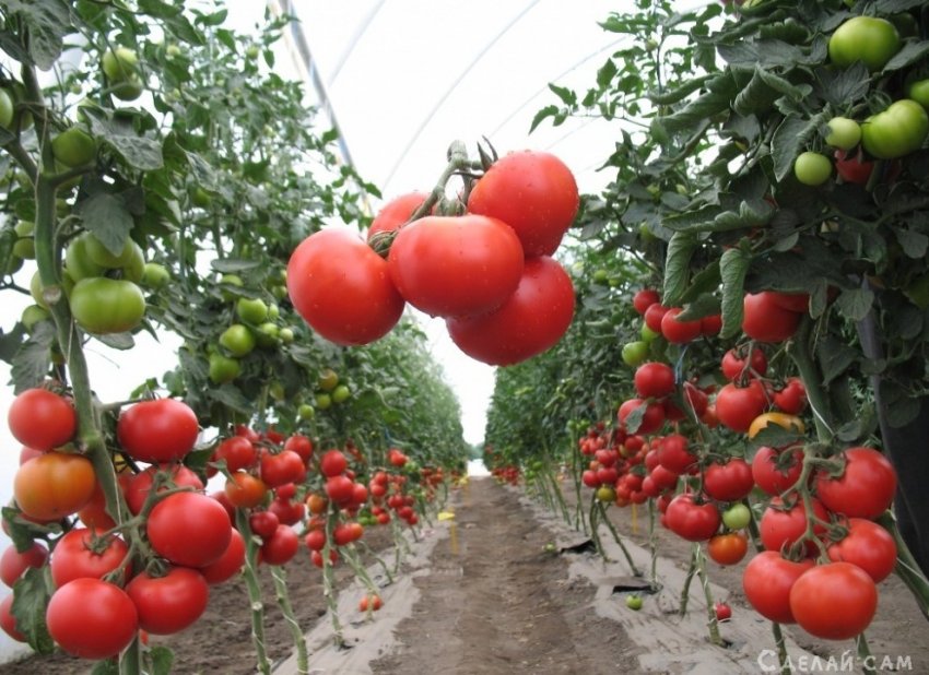 Как правильно сажать помидоры? Пошаговое руководство от проращивания семян до высадки в грунт - «Сад и огород»