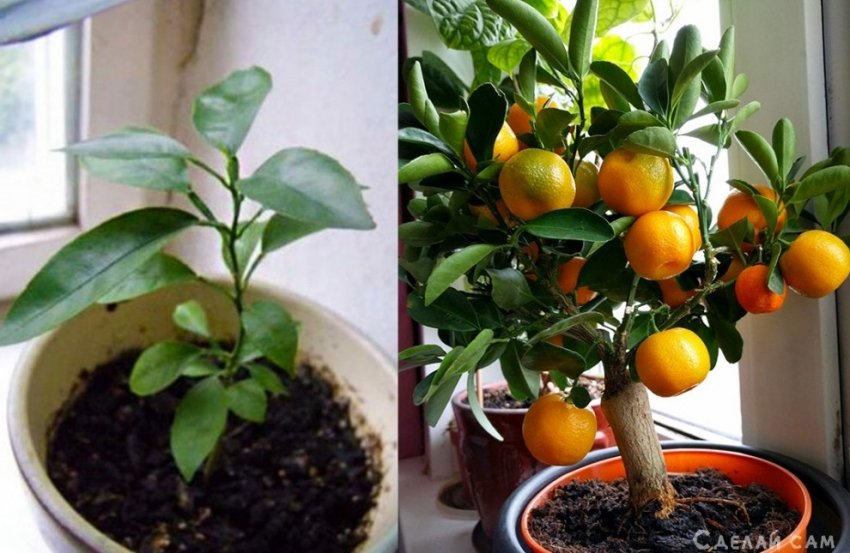 Как вырастить мандарины на подоконнике? - «Сад и огород»