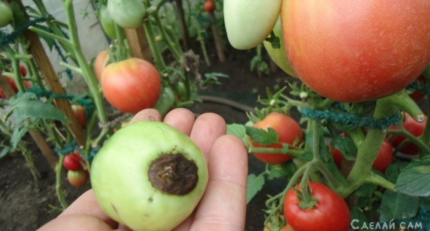 Почему помидоры чернеют на кустах и как их лечить - «Сад и огород»