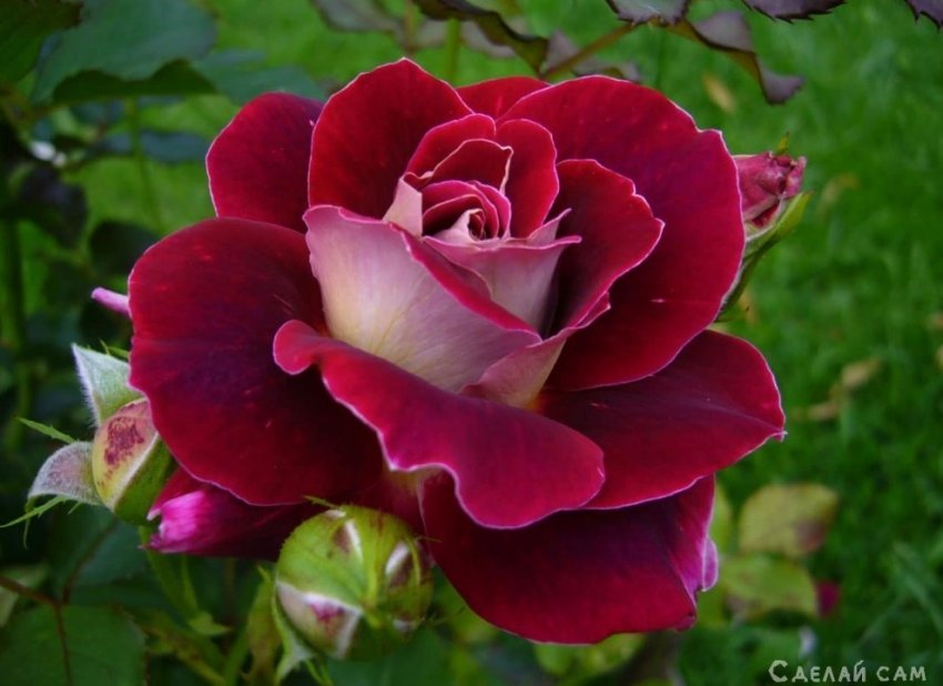 Роза: как правильно сажать, выращивать, ухаживать за кустом роз? - «Сад и огород»