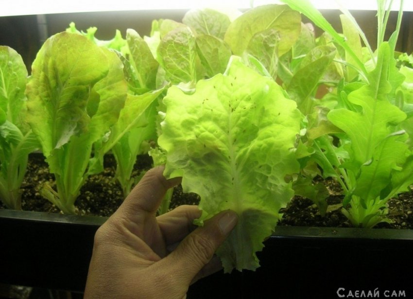 Выращивание листьев салата на подоконнике - «Сад и огород»