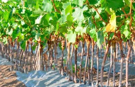 Выращивание винограда из черенков: практические рекомендации - «Сад и огород»