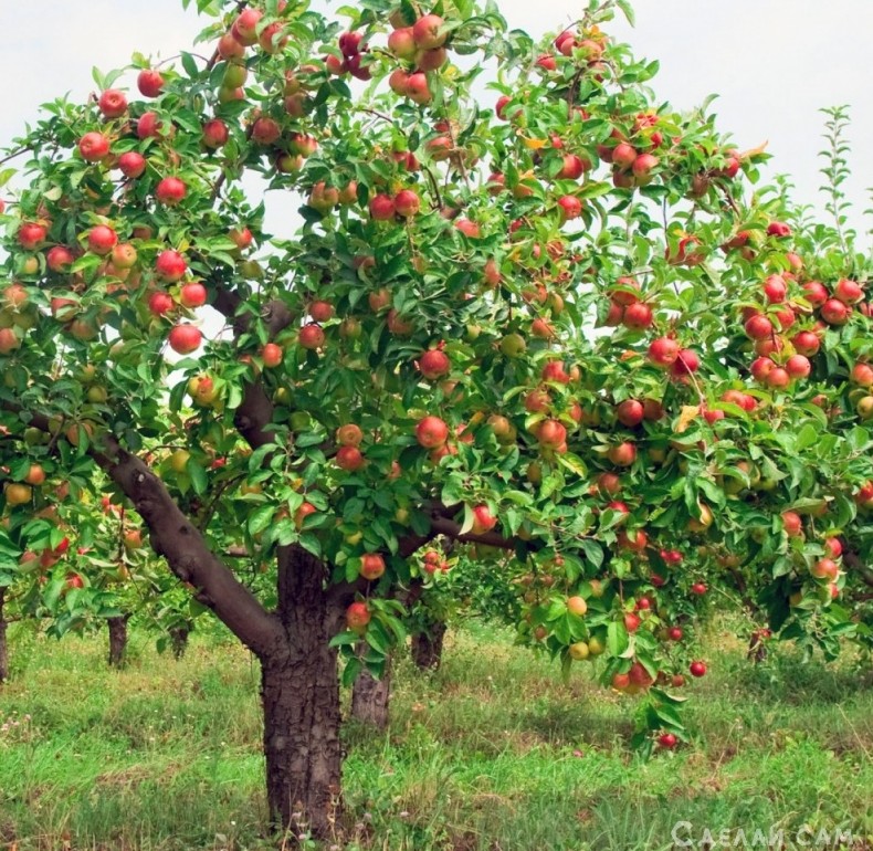 Как и когда обрезать яблони осенью? - «Сад и огород»