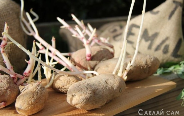 Как правильно прорастить картофель: 5 простых способов - «Сад и огород»