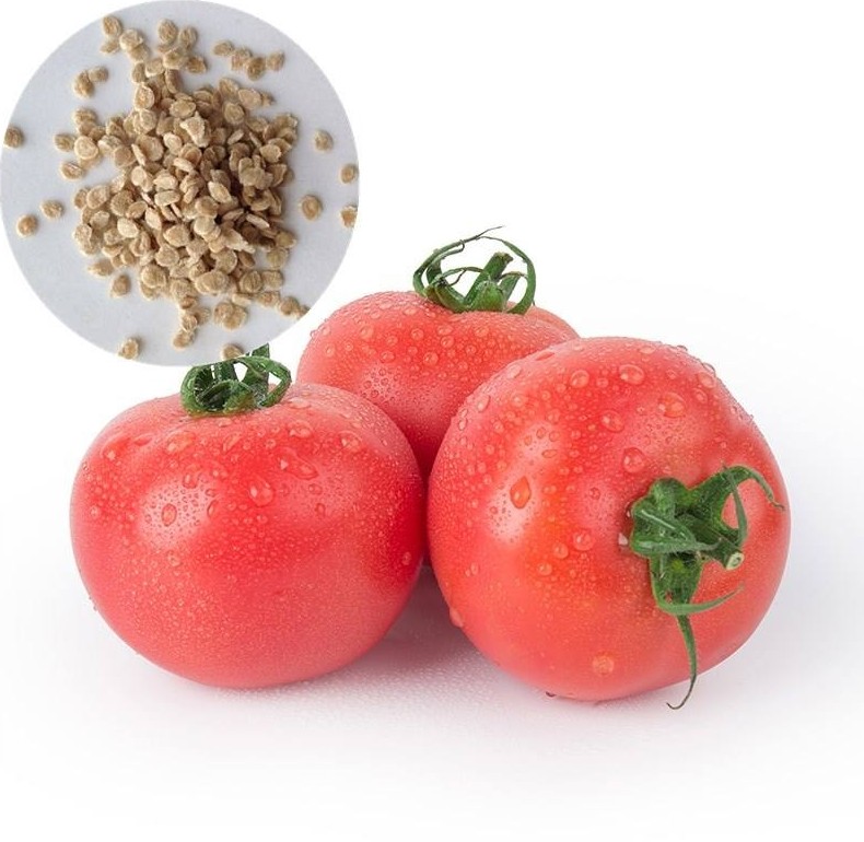 Как правильно собрать семена томатов в домашних условиях? - «Сад и огород»