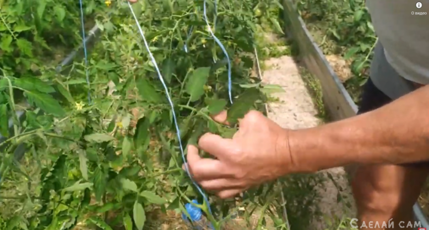 Простой и удобный способ подвязки помидоров в теплице - «Сад и огород»