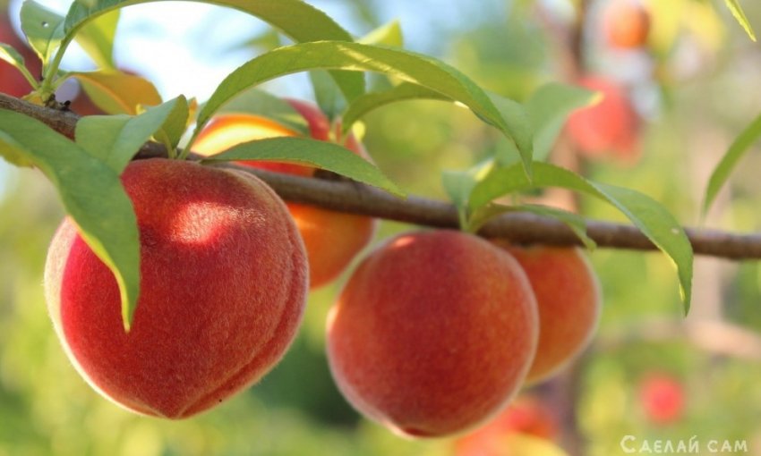 Размножение персика черенками: Заготовка, Высадка, Подкормка - «Сад и огород»