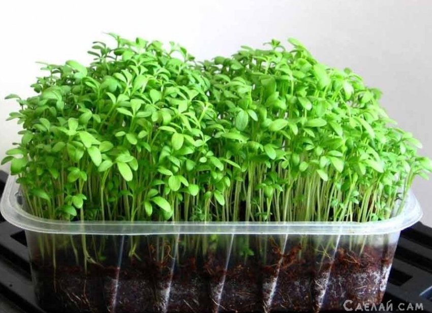 Садовый кресс-салат. Выращивание, применение - «Сад и огород»