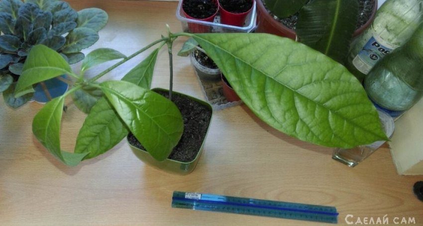 Выращивание авокадо в домашних условиях: Руководство, Видео - «Сад и огород»