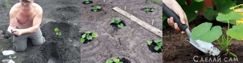Выращивание патиссонов своими руками - «Сад и огород»