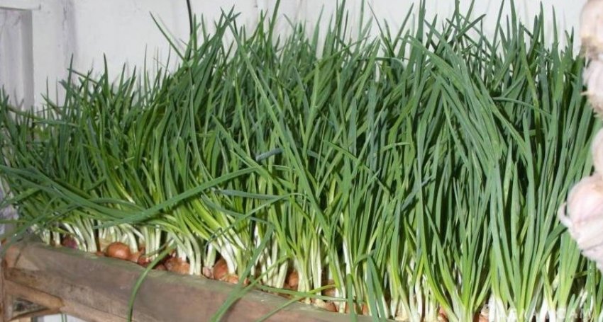 Выращивание зеленого лука на подоконнике - «Сад и огород»