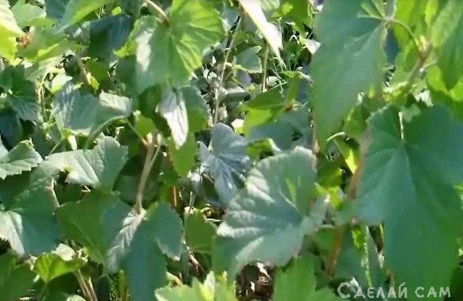 Размножение чёрной смородины черенками - осенью - «Сад и огород»