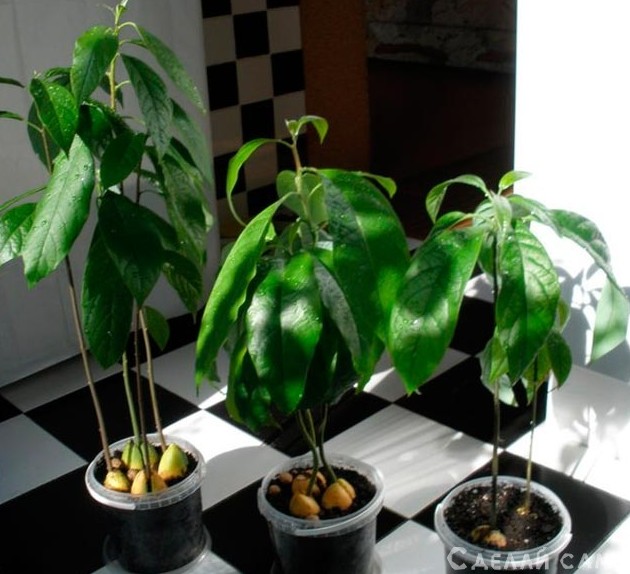 Выращивание авокадо в домашних условиях: Руководство, Видео - «Сад и огород»