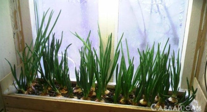 Выращивание зеленого лука на подоконнике - «Сад и огород»