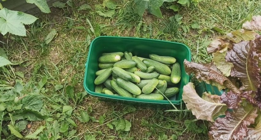 Как получить хороший урожай огурцов - «Сад и огород»