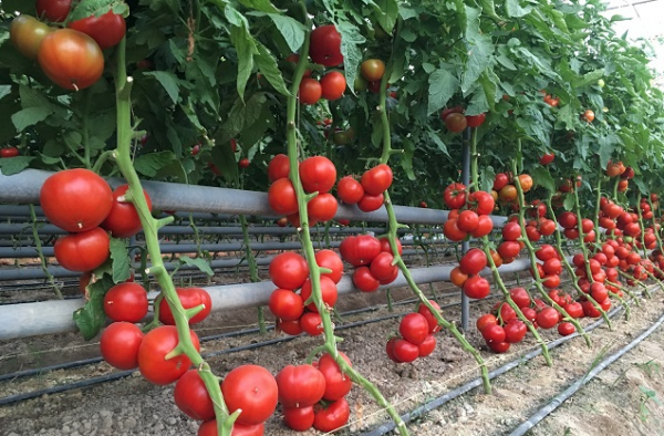 Выбор семян томатов