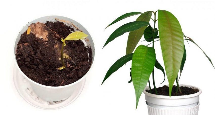 Как вырастить манго из косточки в домашних условиях - «Сад и огород»