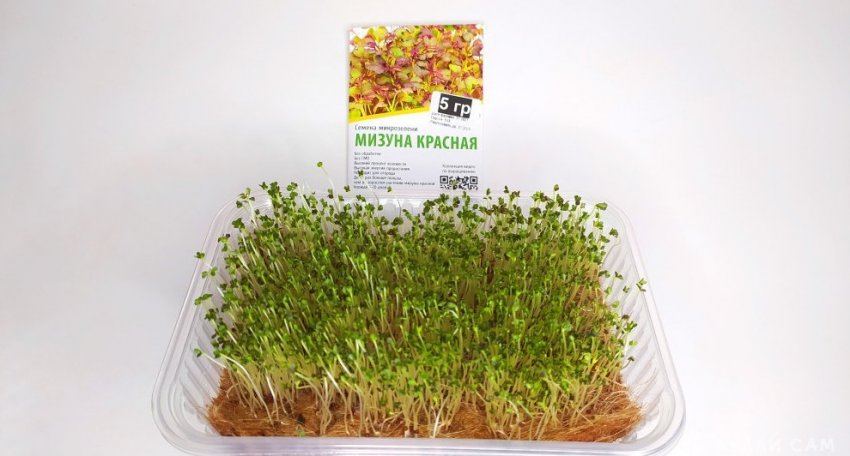 Микрозелень. Выращивание японской капусты Мизуны - «Сад и огород»