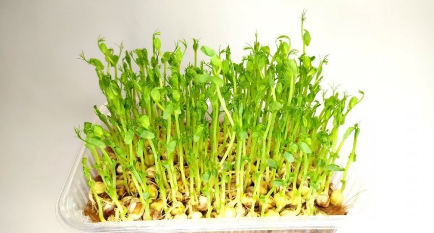 Проращивание гороха и подсолнечника на микрозелень - «Сад и огород»