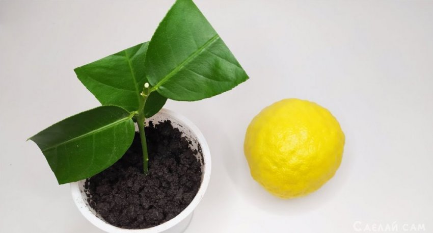 Размножение лимона черенкованием в домашних условиях - «Сад и огород»