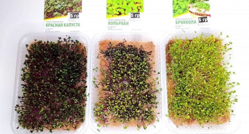 Выращивание красной капусты, брокколи и кольраби на микрозелень - «Сад и огород»