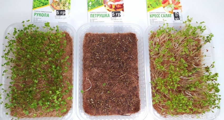 Выращивание микрозелени руккола, петрушка, кресс-салат - «Сад и огород»